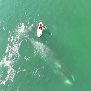 SHANTARWHALE | Китовая гавань🐋