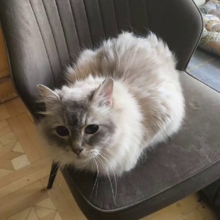 Мамкин сибиряк :3