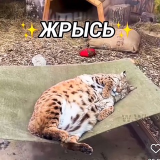 Смеhuёчки