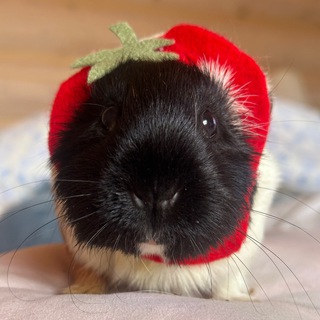 свиномама🍓• морские свинки