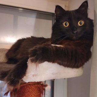 The Chicago Cat [Чикагский Кот]