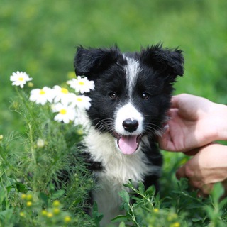Приют Везунчик Екатеринбург🐾