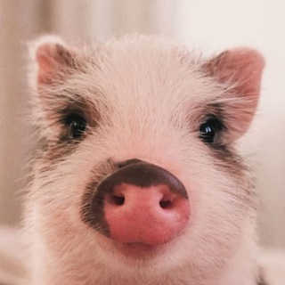 «С любовью к хрюшам»🐷❤️