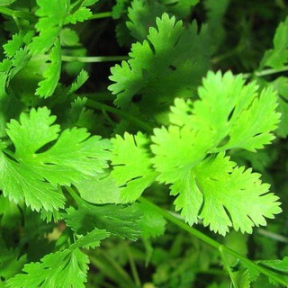 香菜 Кинза🌱