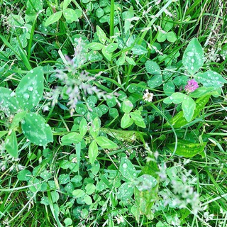 За траву и листву🌱
